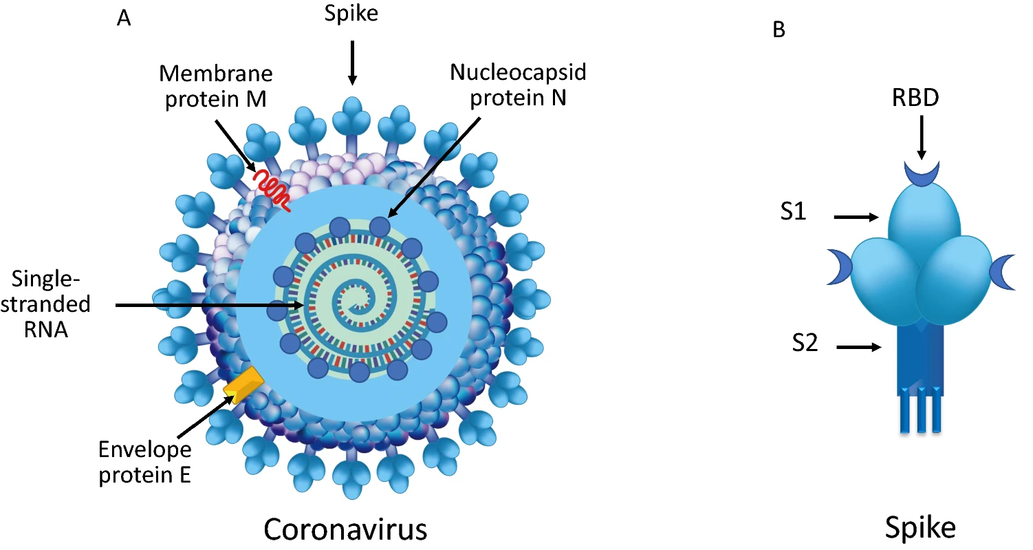 coronavirus and spike illustration 15010_2020_1486_Fig1_HTML